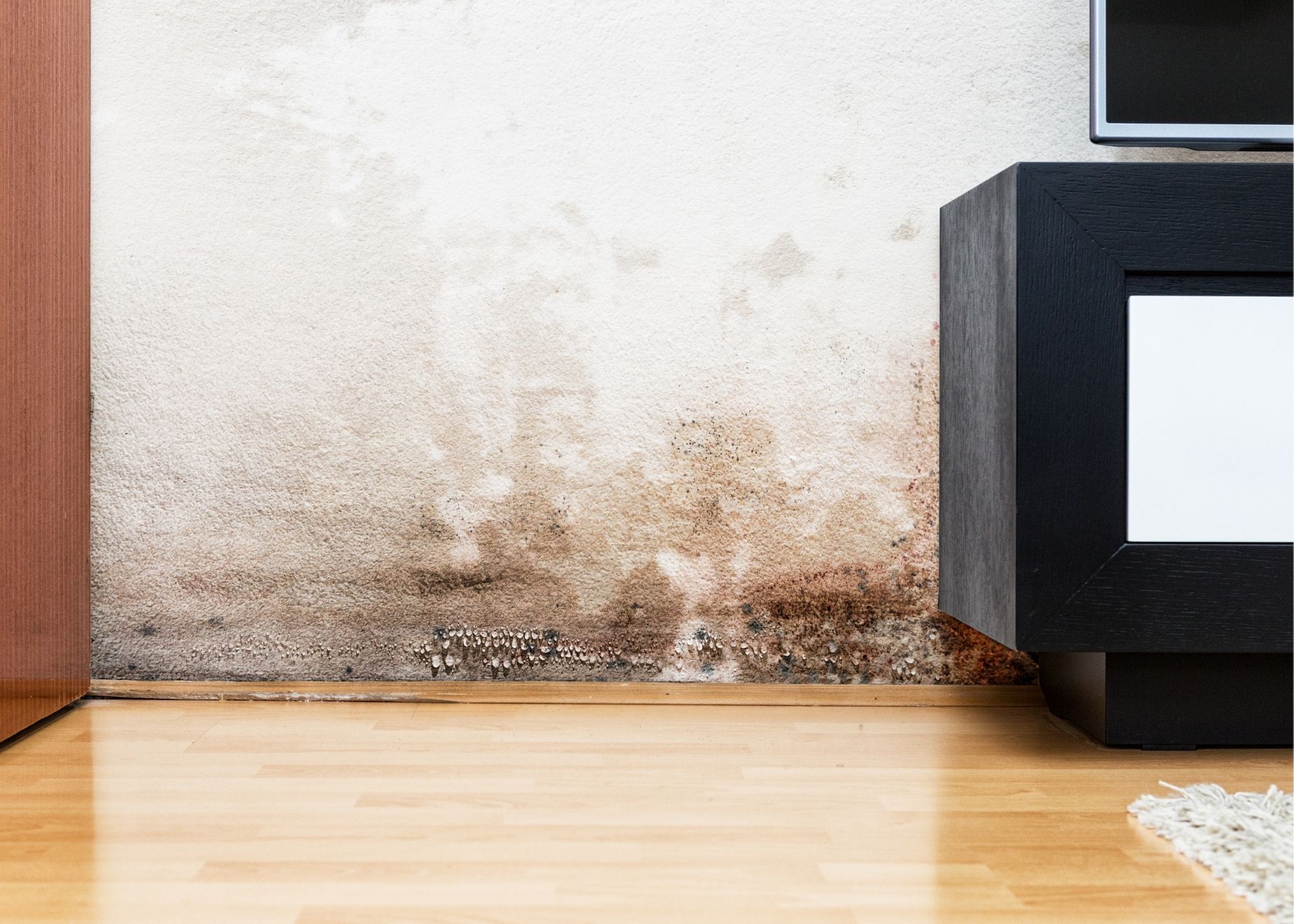Mold growing along a baseboard and wall in an Edgewater, FL home