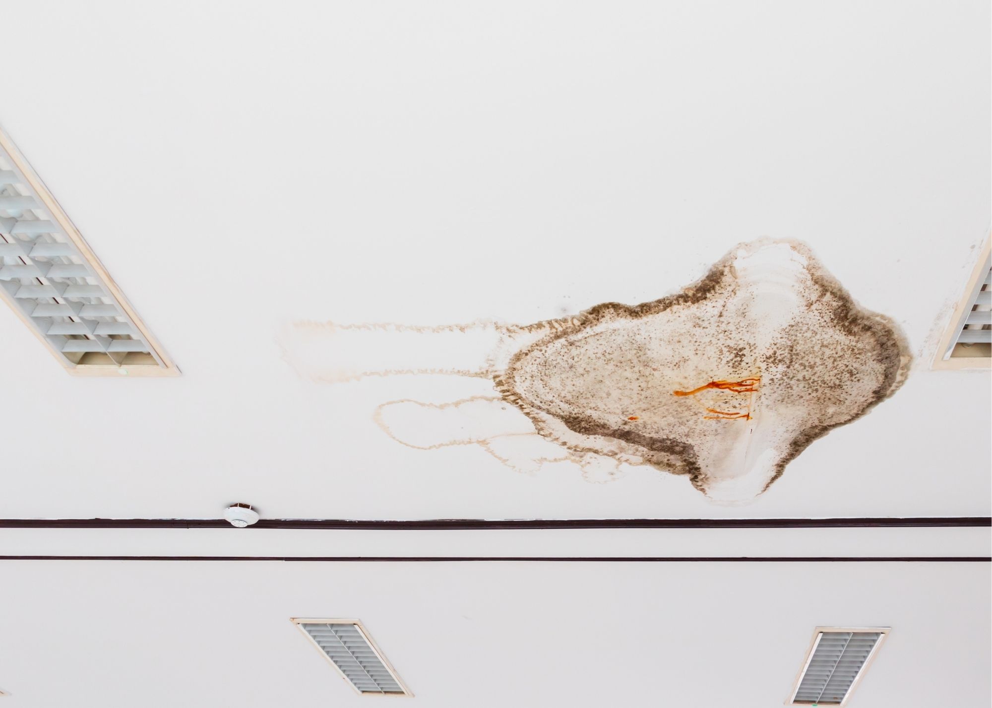 Mold on a commercial ceiling tile in an Edgewater, FL business