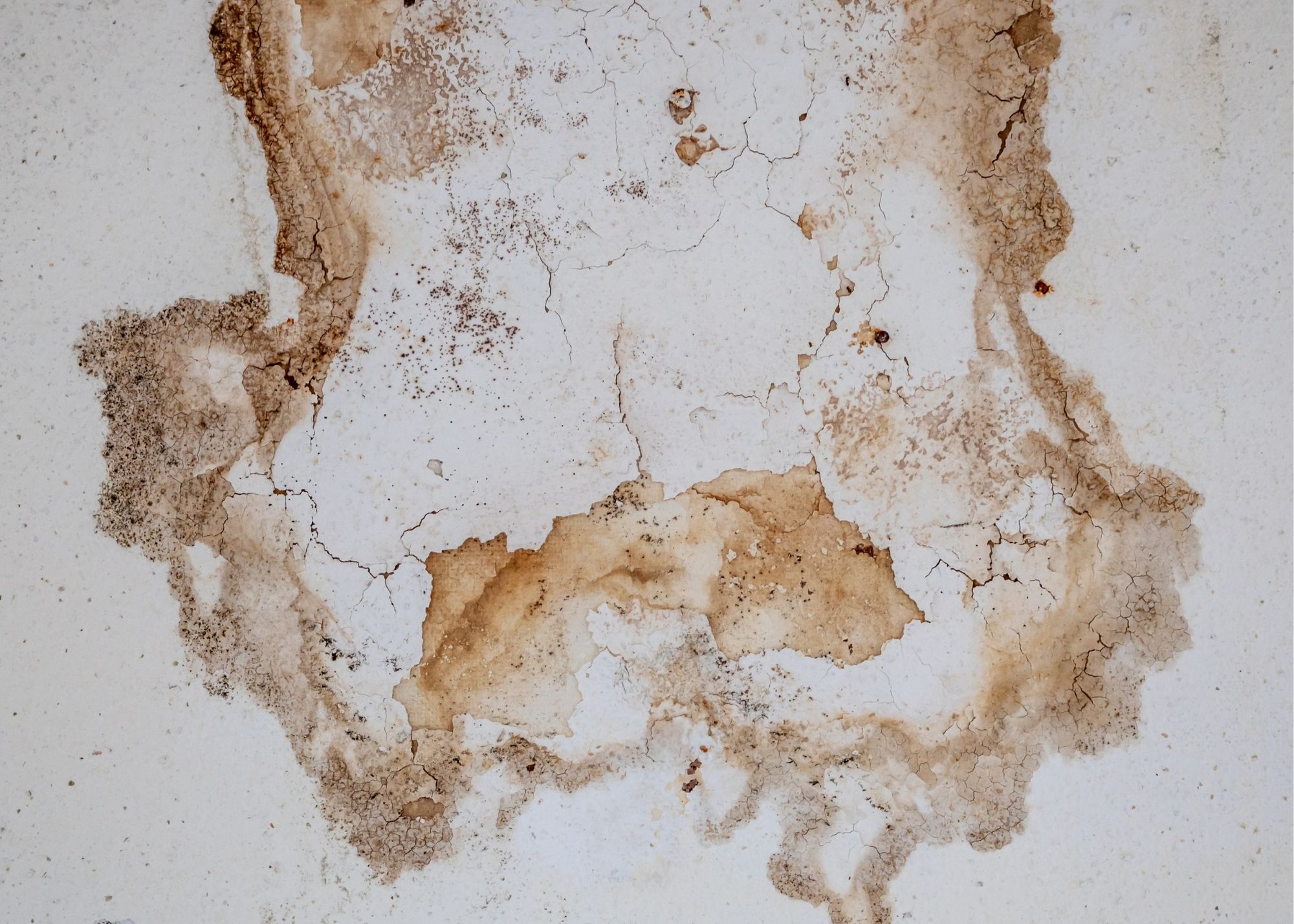 Water stain from an attic roof leak in an Edgewater, FL home